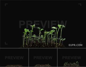 30秒绿色发芽种子成长生长延时 PR/AE/FCPX视频素材